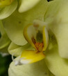 weiße Orchideenblüte - close up