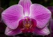 Pinke Orchideenblüte - Close up