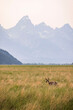 A pronghorn and wildfire haze seen in Grand Teton National Park, WY.
