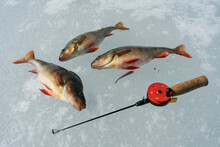 Fishing Rod And Three Fish On Ice