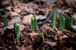 © Johnér - Close-up of growing new plants