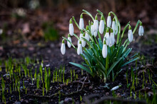 Close-up Of Flowering Snowdrops