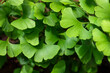 © Azahara MarcosDeLeon - Ginkgo biloba tree green foliage