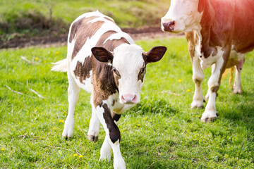 Milking cow and a little calf grazing. Cows on pasture. Beautiful brown and white calf eating grass next to his mother on a meadow