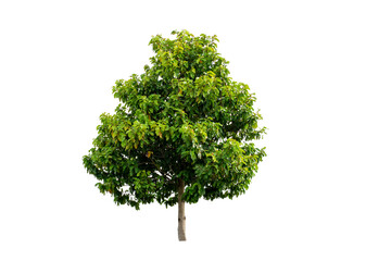 Wall Mural - Tree with clipping path isolated on white background.