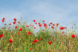 Fototapeta Kwiaty - Scarlet poppy flowers in the field