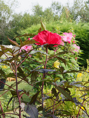 Wall Mural - (Hibiscus moscheutos  'Midnight Marvel ') Hisbiscus ou Ketmie des marais à tiges dressées bordeaux à feuilles lobées et pointues, vert foncé à limbes pourpre, floraison exotique et spectaculaire rouge