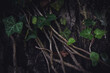 Ivy dark background