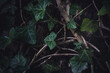 Dark ivy background