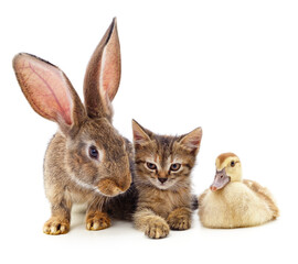 Poster - Rabbit, kitten and duckling.