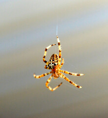 Wall Mural - European garden spider