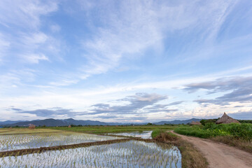  The landscape of rice fields in Thailand The young rice plant is growing. a field full of water clear sky, clouds, mountains rice field background