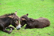 Esel oder Muli liegt mit Jungtier auf Gras, im Wildpark Knüll bei Homberg (Efze), Hessen, Deutschland