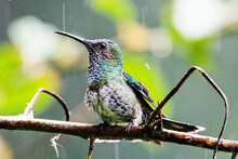 Hummingbird Resting And Flying  During A Raining Rain