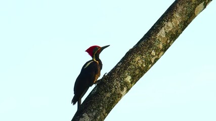Wall Mural - lineated woodpecker - dryocopus lineatus very large woodpecker, black bird with red head peck to the