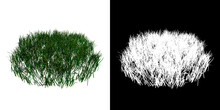 Front View Of Plant (Grass 5) Tree Png With Alpha Channel To Cutout Made With 3D Render