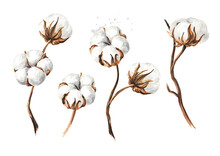 Cotton Plant Branch With Flowers Set. Hand Drawn Watercolor Illustration, Isolated On White Background