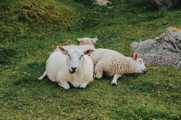 Poster - Flock of Norwegian sheep in pasture field below the mountains