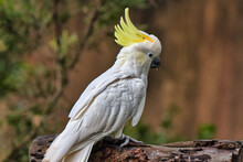 Closeup Side Profile Portrait Of A Sulphur-crested Cockatoo (Cacatua Galerita) Standing On A Wood