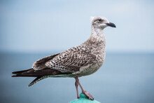 Brighton Seagull