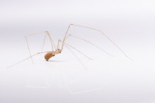 Spider With Long Legs On A White Background