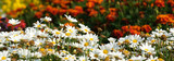 Fototapeta Kwiaty - łąka , kwiaty