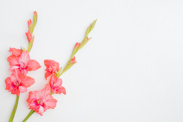 Wall Mural - flat lay frame with pink flowers on a white background