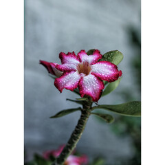 Poster - Closeup o impala lily flower with dew drops