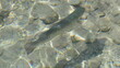 Forelle unter Wasser