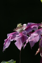 Sticker - Clematis