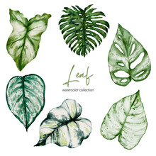 Set Of Separate Parts And Bring Together To Beautiful Leaf Of Monstera And Caladium Bicolor