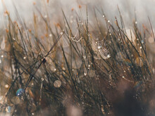 Small Spider Web In Dew On The Stems Of Grass At Sunrise With Beautiful Bokeh