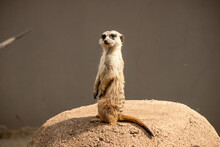 Meerkat On Guard Duty