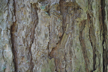 Tree bark texture, full frame. Macro photography.