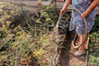 © Nadezhda - Organic beds with aromatic and spicy herbs in vegetable garden. Hands holding hose and watering plants.