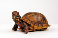 Three-toed Box Turtle, Common Box Turtle // Dreizehen-Dosenschildkröte, Carolina-Dosenschildkröte (Terrapene Carolina Triunguis)