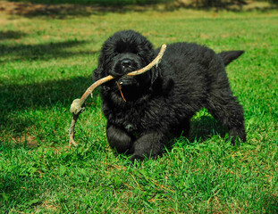 Black colored Newfoundland puppy carrying stick over green grass on summer day