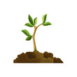 Stage of tree growth. Small tree growth with green leaf and branches. Green sprout broke through the ground. Nature plant illustration