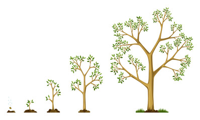 Stages growth of tree from seed. Watering the seeds. Collection of trees from small to large. Green tree with leaf growth steps. Illustration of business cycle development
