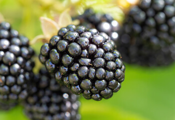 Wall Mural - Natural fresh blackberries in a garden. Bunch of ripe blackberry fruit - Rubus fruticosus - on branch of plant with green leaves on farm. Organic farming, healthy food, BIO viands.