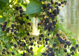 Natural fresh blackberries in a garden. Bunch of ripe blackberry fruit - Rubus fruticosus - on branch of plant with green leaves on farm. Organic farming, healthy food, BIO viands.