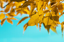Abstract Autumn Background. Vibrant Yellow Ash Leaves Close Up. Tree Branches With Bright Foliage On A Blue Background