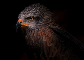 black kite
