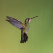 A broad-billed hummingbird in flight against a green background. 