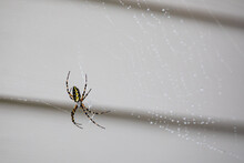 A Golden Silk Orb-weaver Spider In Its Web That Has Water Drops On The Strands.