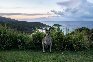 Wall Mural - Friendly kangaroo on the beach, Australia