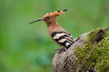 Closeup Of A Eurasian Hoopoe Perched On Wood Covered In Mosses With A Blurry Background