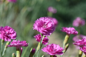 Wall Mural - Closeup shot of blooming Sweet William flowers