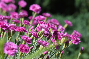 Wall Mural - Closeup shot of blooming Sweet William flowers