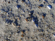 Beach sand background with pebbles, shells and texture. High quality photo